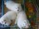 A donner chiots Samoyede 