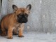 Chiot bouledogue français mâle rouge fauve