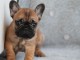 Chiot bouledogue français mâle rouge fauve