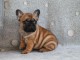 Chiot bouledogue français mâle rouge fauve