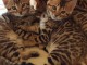 Don Splendide Chatons Bengal