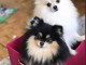 Adorables Chiots spitz Nain 