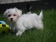 Chiot bichon maltais Mâle très affectueux