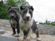 Chiot américain staffordshire terriers trois mois