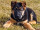 Chiots berger allemand trois mois