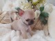 Mini chiot femelle type chihuahua à donner