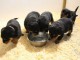 Chiots Rottweiler a Donner