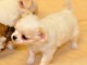 Chiot femelle chihuahua poil long lisse