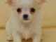 Chiot femelle chihuahua poil long lisse