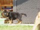 Chiot berger allemand femelle lof