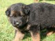 Chiot berger allemand femelle lof