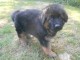 chiot Berger allemand LOF a donner