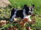 Adorable chiot Bouledogue français à donner 