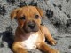 chiot Staffordshire Bull Terrie trois mois