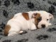 chiot Staffordshire Bull Terrie