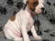 chiot Staffordshire Bull Terrie trois mois