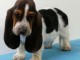 chiot basset hound trois mois