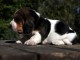 chiot basset hound trois mois