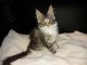 Maine Coon Kitten avec Pedigree a vendre au Luxembourg