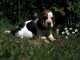 chiot basset hound trois mois