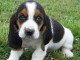 chiot basset hound trois mois