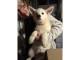 chiot berger blanc suisse trois mois