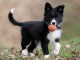 chiot border collie trois mois