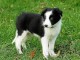 chiot border collie trois mois