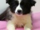 chiot border collie trois mois