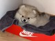 Chiot spitz nain 3 mois