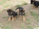 Chiot berger allemand Mâle à donner