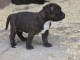 Chiots Staffordshire Bull Terrier a donner