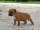 Chiots Staffordshire Bull Terrier a donner