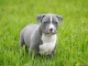 Chiot american staffordshire terrier lof a donner