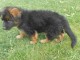 chiot Berger allemand LOF a donner