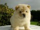 A donner magnifique chiot type chow chow femelle