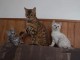 Disponible de suite des magnifiques chatons Bengal 