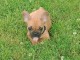 chiot bouledogue francais trois mois