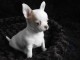 chiot de type chihuahua femelle propre obéissante