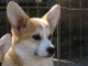 Corgi gallois chiots à vendre