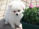 A Donner Superbe Chiot SPITZ ALLEMAND Blanc