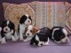 Chiots Cavalier King Charles disponibles