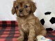 Adorables chiots cavalier king charles disponibles pour adoption.