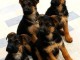 Excellents chiots berger allemand 