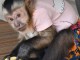 Magnifique Singe En Adoption 