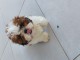 Shih Tzu Lof avec parents confirmés 