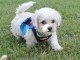 Adorables chiots bichon Frise pour adoption 