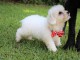 Adorables chiots bichon Frise pour adoption 