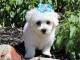 Adorables chiots bichon Frise pour adoption 