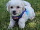 Adorables chiots bichon Frise pour adoption 